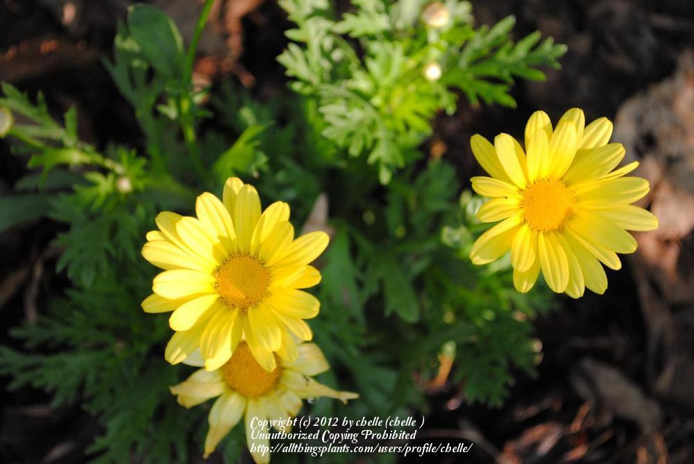 Photo of Marguerite Daisy (Argyranthemum 'Butterfly') uploaded by chelle