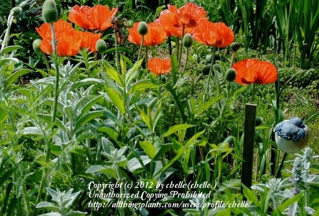 Photo of Oriental Poppy (Papaver orientale) uploaded by chelle