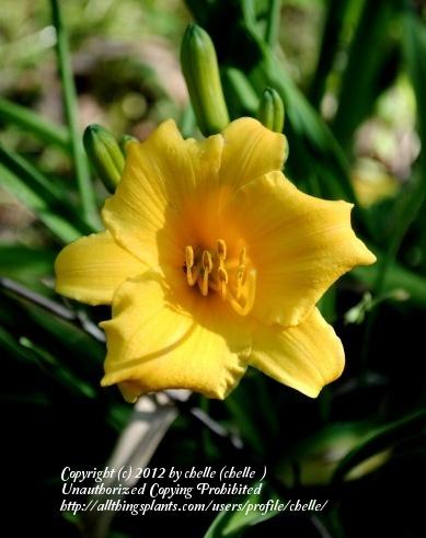 Photo of Daylily (Hemerocallis 'Stella de Oro') uploaded by chelle