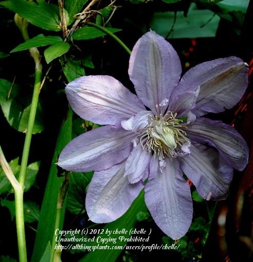 Photo of Clematis 'Proteus' uploaded by chelle