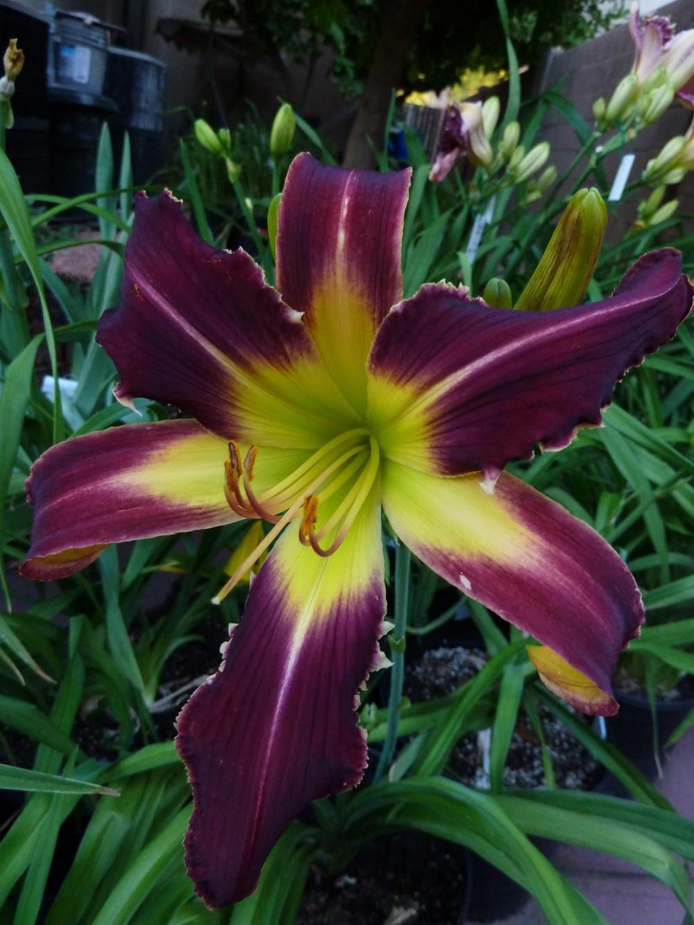 Photo of Daylily (Hemerocallis 'Spacecoast Loose Tooth') uploaded by lyle627