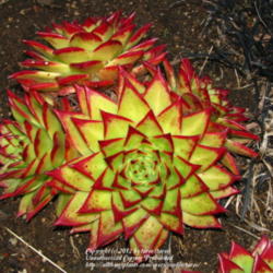 Location: The Getty Center Gardens, Los Angeles, CA
Date: 2011-12-30
Colorful Echeveria agavoides