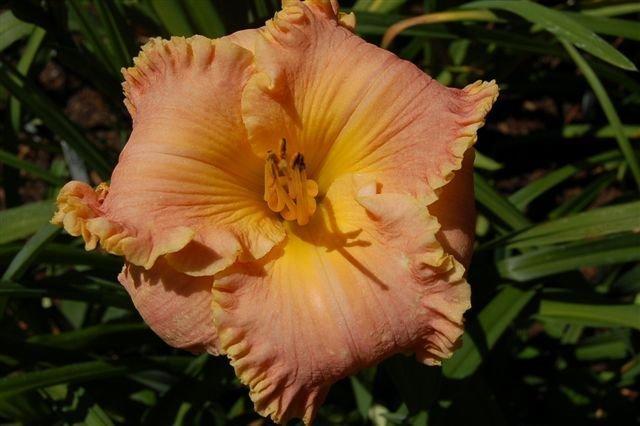 Photo of Daylily (Hemerocallis 'Ron Eller Memorial') uploaded by vic