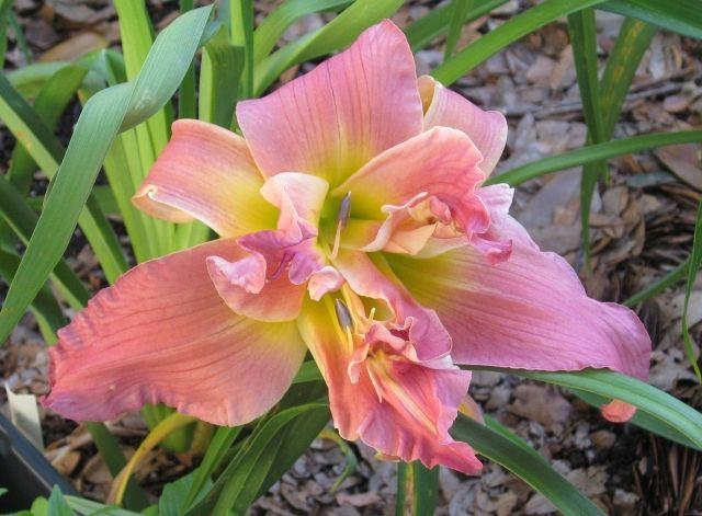 Photo of Daylily (Hemerocallis 'Rosy Outlook') uploaded by vic