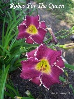 Photo of Daylily (Hemerocallis 'Robes for the Queen') uploaded by vic
