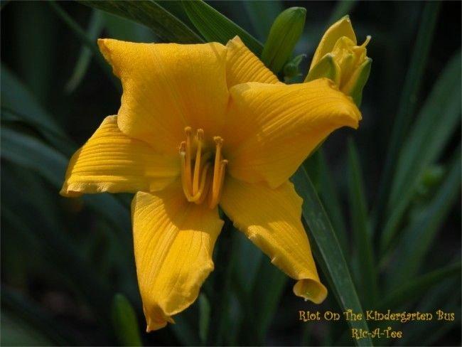 Photo of Daylily (Hemerocallis 'Riot on the Kindergarten Bus') uploaded by vic