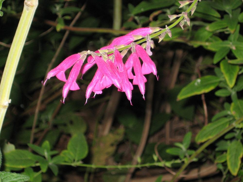 Photo of Salvia (Salvia curviflora) uploaded by wcgypsy