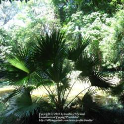 Location: Botanical Garden, Rio de Janeiro
Date: 2010-01-17