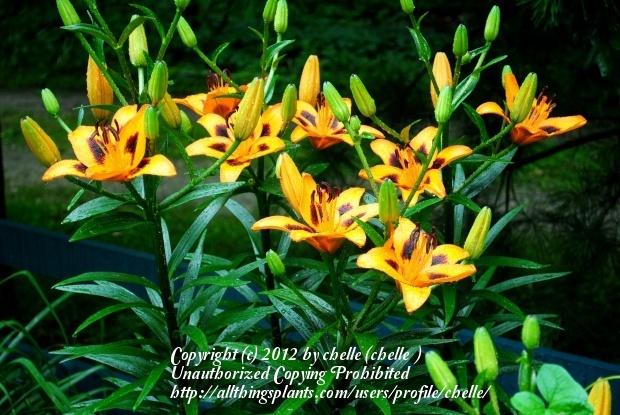 Photo of Lily (Lilium 'Loreto') uploaded by chelle
