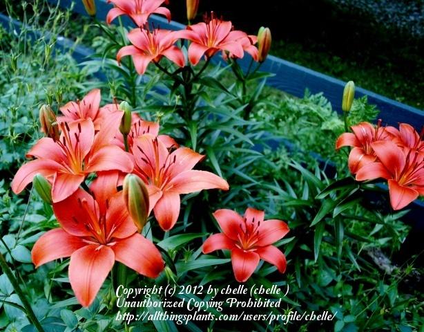 Photo of Lilies (Lilium) uploaded by chelle