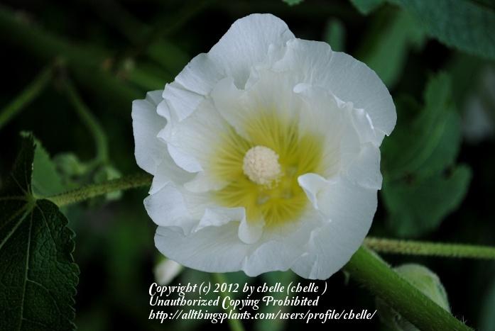 Photo of Hollyhock (Alcea rosea) uploaded by chelle