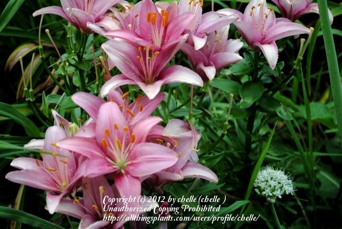 Photo of Lily (Lilium 'Cherished') uploaded by chelle