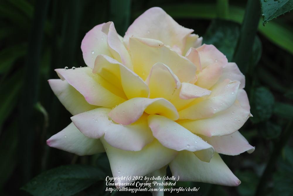Photo of Hybrid Tea Rose (Rosa 'Peace') uploaded by chelle