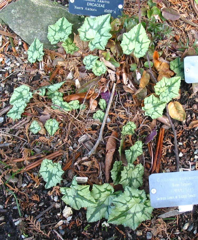 Photo of Hardy Cyclamen (Cyclamen hederifolium) uploaded by eclayne