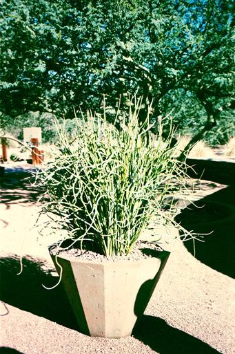 Photo of Slipper Plant (Euphorbia lomelii) uploaded by sheryl