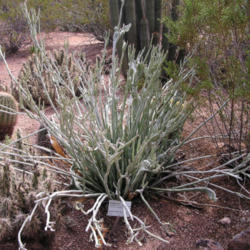 Location: Desert Botanical Garden, Phoenix, Arizona
Date: 2012-01-06