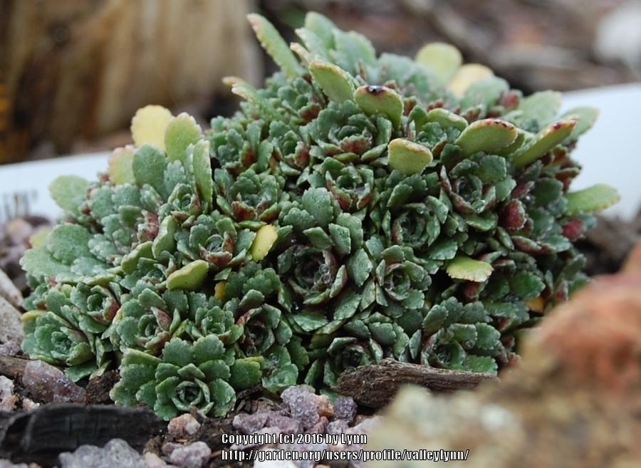 Photo of Encrusted Saxifrage (Saxifraga 'Whitehill') uploaded by valleylynn