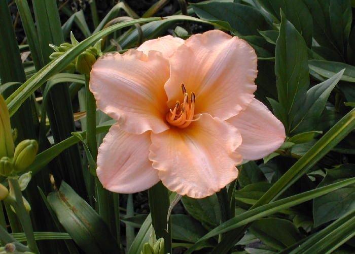 Photo of Daylily (Hemerocallis 'Song of Spring') uploaded by vic
