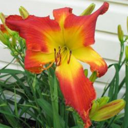 Location: At Valley of the Daylilies nursery
Date: 2005-06-30