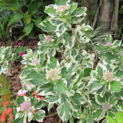 Location: Orlando, Central Florida
Date: 2011-04-29
Hydrangea macrophylla 'Mariesii Variegata'
