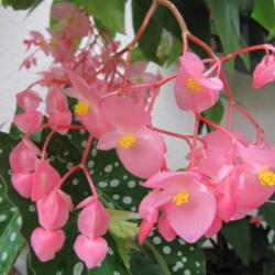 Location: Orlando, Central Florida
Date: 2011-04-05
Begonia coccinea 'My Special Angel'