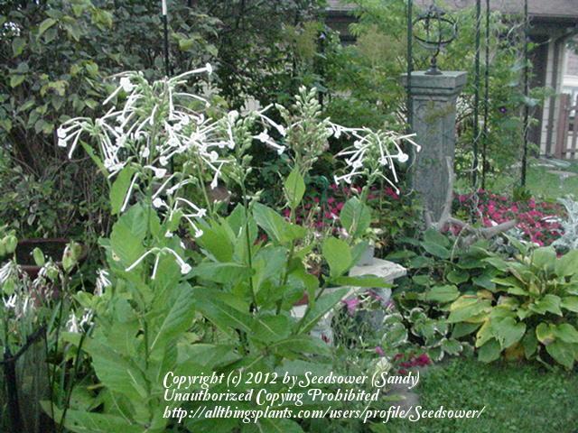 Photo of Woodland Tobacco (Nicotiana sylvestris) uploaded by Seedsower