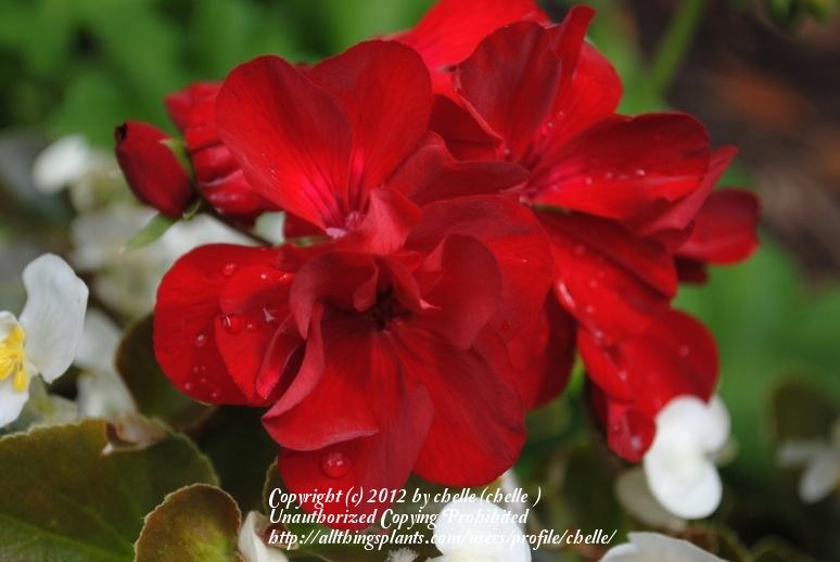 Photo of Scented-Leaved Geranium (Pelargonium Caliente® Deep Red) uploaded by chelle