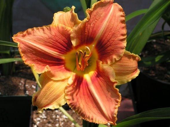 Photo of Daylily (Hemerocallis 'Veins of Truth') uploaded by vic
