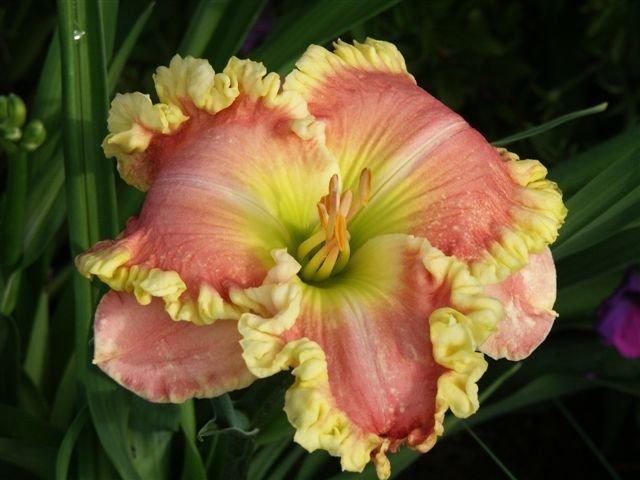 Photo of Daylily (Hemerocallis 'That Thing You Do') uploaded by vic