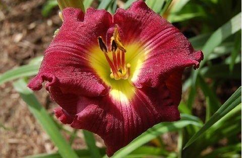 Photo of Daylily (Hemerocallis 'Touch of Faust') uploaded by vic