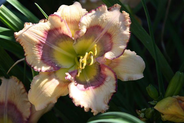 Photo of Daylily (Hemerocallis 'Tricolor') uploaded by vic