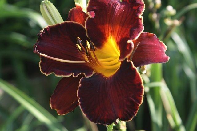 Photo of Daylily (Hemerocallis 'Spacecoast Dark Obsession') uploaded by vic