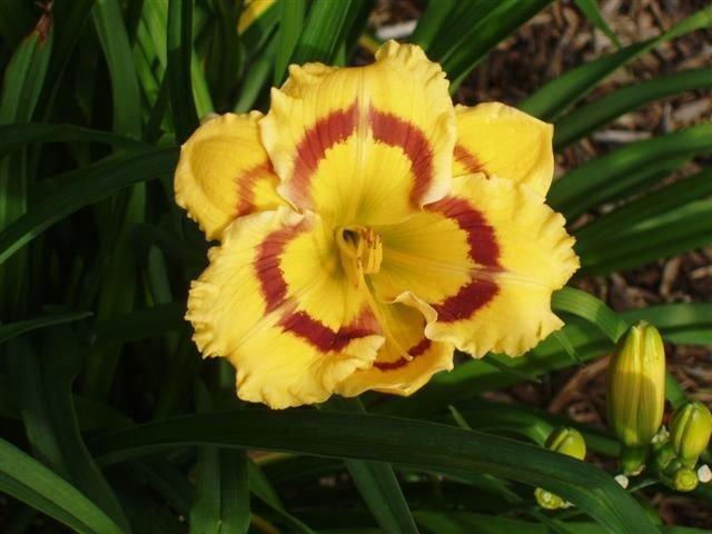Photo of Daylily (Hemerocallis 'Terry Lyninger') uploaded by vic