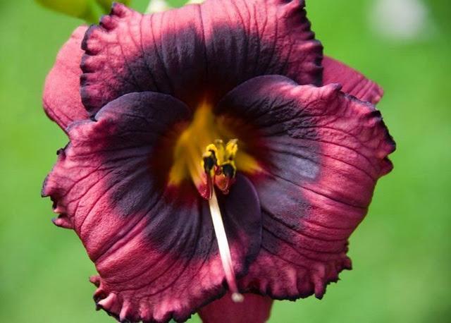 Photo of Daylily (Hemerocallis 'Spacecoast Technical Knock Out') uploaded by vic