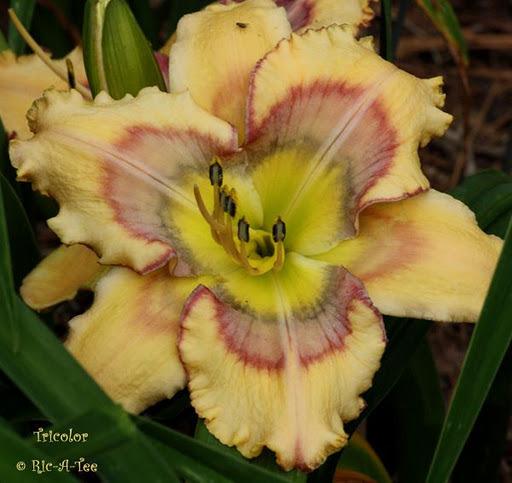Photo of Daylily (Hemerocallis 'Tricolor') uploaded by vic