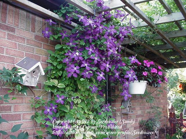 Photo of Clematis 'Jackmanii' uploaded by Seedsower