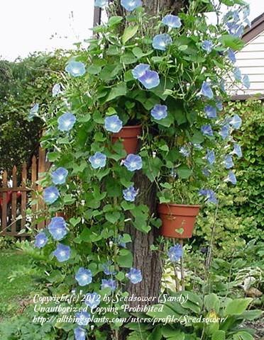 Photo of Morning Glory (Ipomoea tricolor 'Heavenly Blue') uploaded by Seedsower