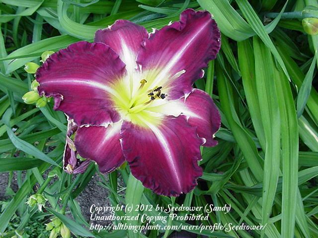 Photo of Daylily (Hemerocallis 'Tooth') uploaded by Seedsower