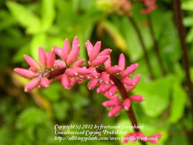 Photo of Cherokee Bean (Erythrina herbacea) uploaded by frostweed