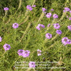 Location: Pappy Elkins Park.
Date: Spring 2010
This verbena grows wild in the prairie.