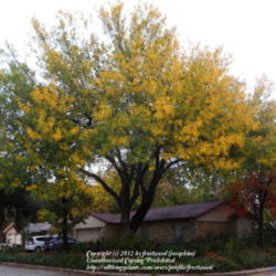 Location: My yard in Arlington, Texas.
Date: Fall 2011
Turning gold in the fall.