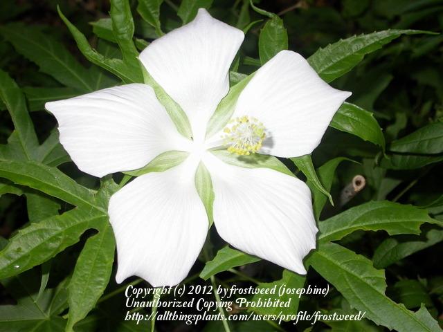 Photo of White Texas Star Hibiscus (Hibiscus coccineus 'Alba') uploaded by frostweed