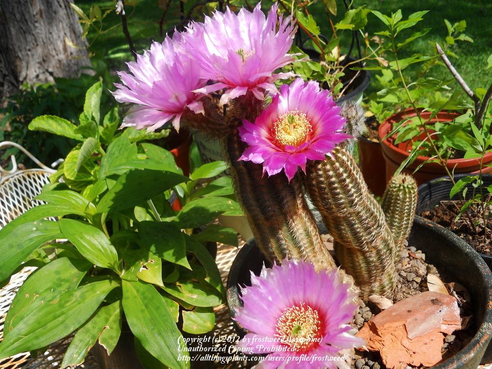 Photo of Lace Cactus (Echinocereus reichenbachii) uploaded by frostweed