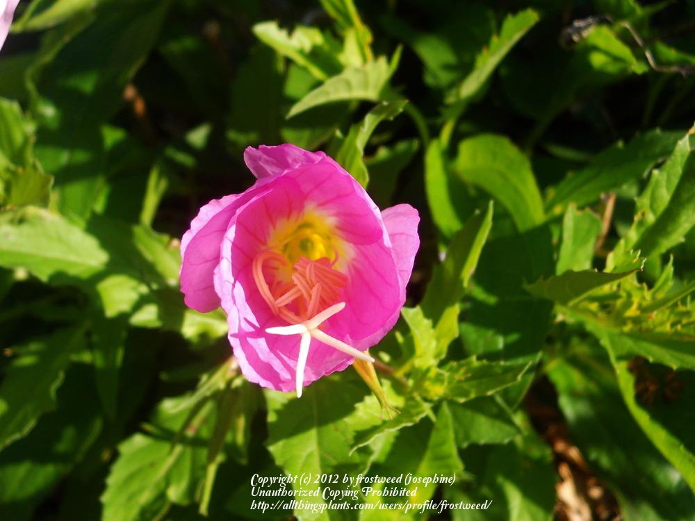 Photo of Showy Pink Evening Primrose (Oenothera speciosa 'Rosea') uploaded by frostweed