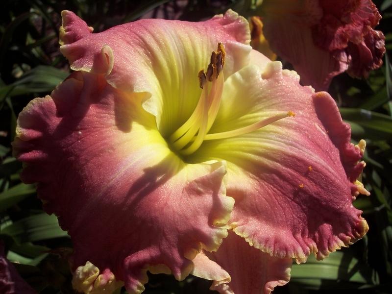 Photo of Daylily (Hemerocallis 'Roses and Gold') uploaded by lyle627