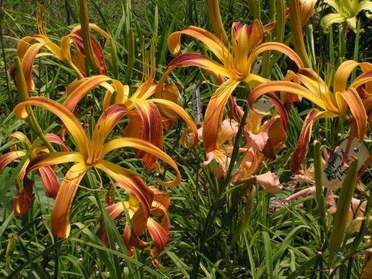 Photo of Daylily (Hemerocallis 'Watchyl Dancing Spider') uploaded by vic