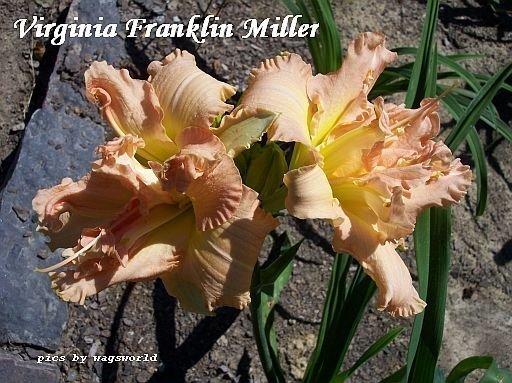 Photo of Daylily (Hemerocallis 'Virginia Franklin Miller') uploaded by vic