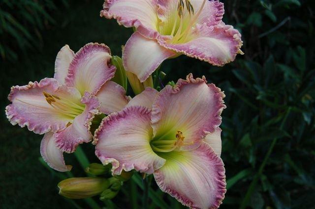 Photo of Daylily (Hemerocallis 'Willow Dean Smith') uploaded by vic