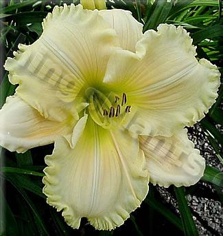 Photo of Daylily (Hemerocallis 'Ann and Russell Burgess') uploaded by Calif_Sue