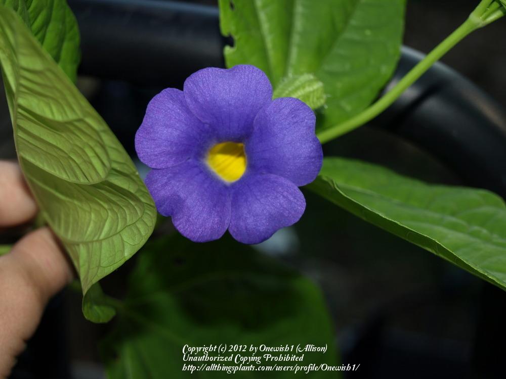 Photo of Blue Glory Vine (Thunbergia battiscombei) uploaded by Onewish1
